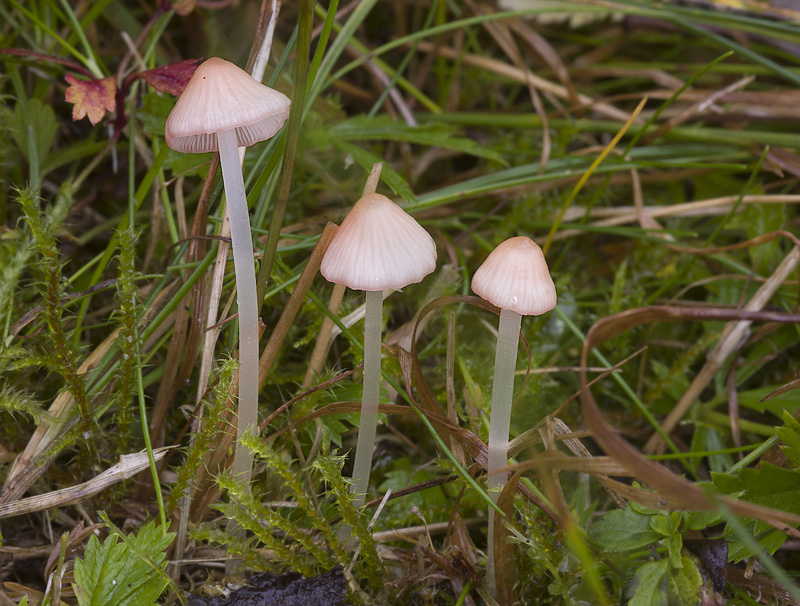 Mycena floridula